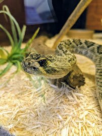 Kentucky Reptile Zoo photo 4