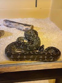 Kentucky Reptile Zoo photo 5
