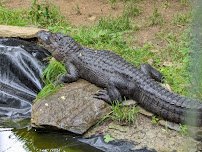 Kentucky Reptile Zoo photo 6