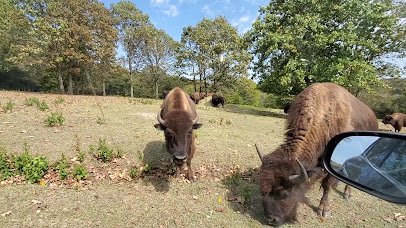 Eureka Springs Safari Park photo 2