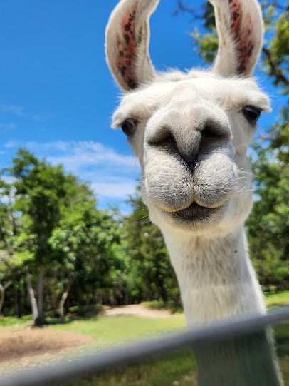 Eureka Springs Safari Park photo 4