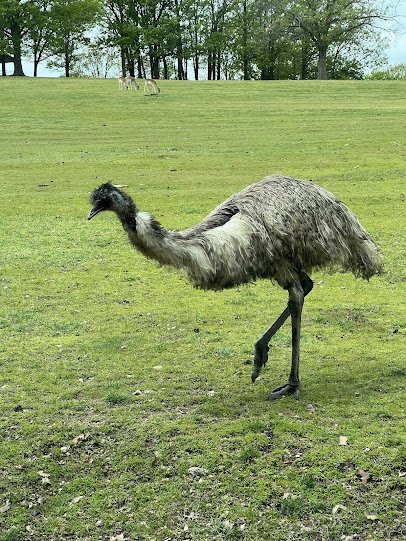 Eureka Springs Safari Park photo 5