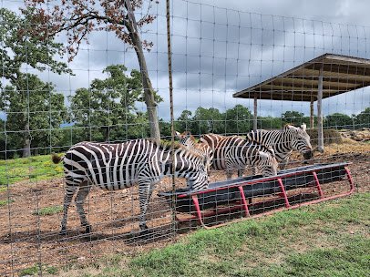 Eureka Springs Safari Park photo 6