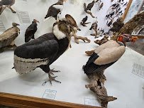 World Museum of Natural History photo 3