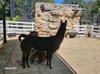 Cosley Zoo photo 6