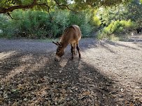 Barron Park Donkeys photo 2