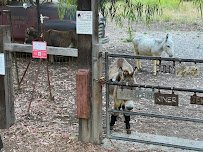 Barron Park Donkeys photo 3