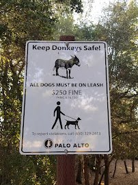 Barron Park Donkeys photo 5