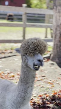 Barnyard Zoo photo 2