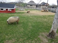 Barnyard Zoo photo 4