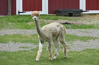 Barnyard Zoo photo 5