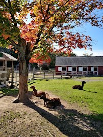 Barnyard Zoo photo 6