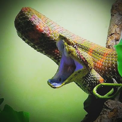 The Serpent Center photo 5