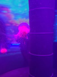 Jellyfish Museum photo 2