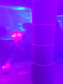 Jellyfish Museum photo 3