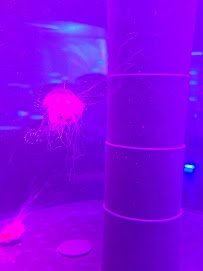 Jellyfish Museum photo 4