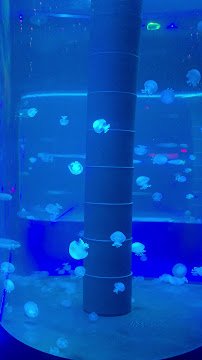 Jellyfish Museum photo 5