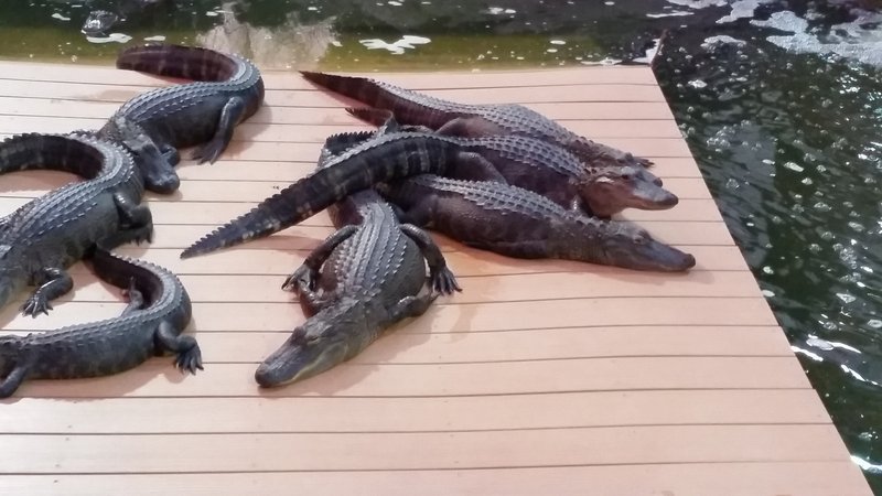 Smugglers Cove Adventure Golf photo 5
