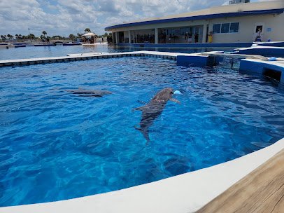 Marineland Dolphin Adventure photo 4
