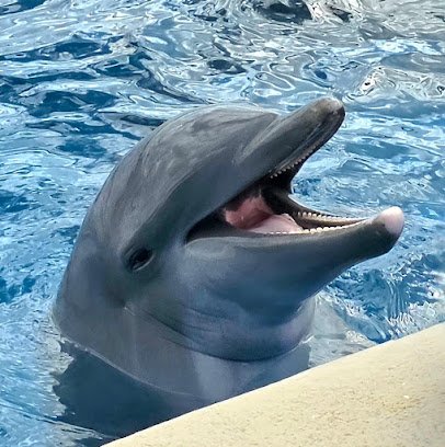Marineland Dolphin Adventure photo 5