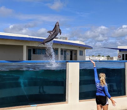 Marineland Dolphin Adventure photo 6