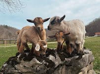 Red River Gorge Petting Zoo Co. photo 2
