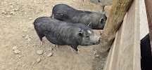 Red River Gorge Petting Zoo Co. photo 5