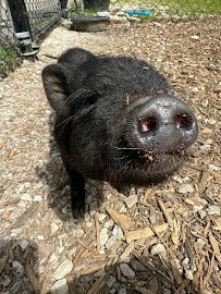 Red River Gorge Petting Zoo Co. photo 6