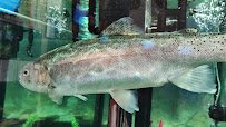 Appalachian Rivers Aquarium photo 2