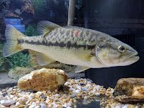 Appalachian Rivers Aquarium photo 5