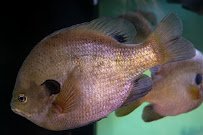 Appalachian Rivers Aquarium photo 6