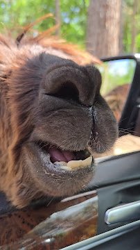 Aloha Zoo photo 4