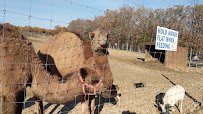 Critter Lane Petting Zoo photo 2