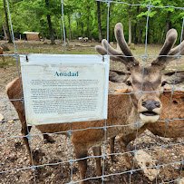 Critter Lane Petting Zoo photo 3