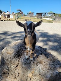 Critter Lane Petting Zoo photo 6