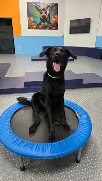 Caninballz Indoor Dog Waterpark photo 2