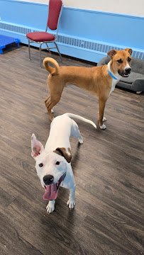 Caninballz Indoor Dog Waterpark photo 3