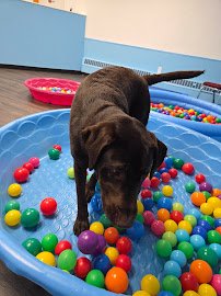 Caninballz Indoor Dog Waterpark photo 4
