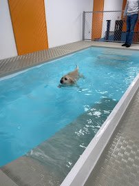 Caninballz Indoor Dog Waterpark photo 5