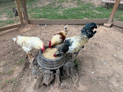 Hooves and Feathers Petting Farm, LLC photo 3