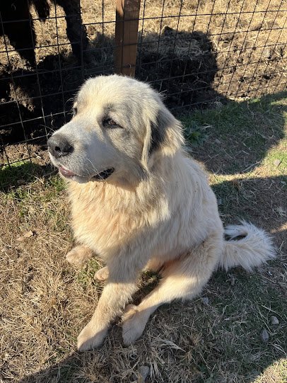 Hooves and Feathers Petting Farm, LLC photo 4
