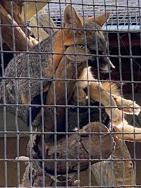 California Living Museum (CALM) photo 5