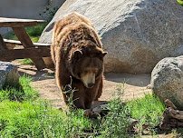 California Living Museum (CALM) photo 6