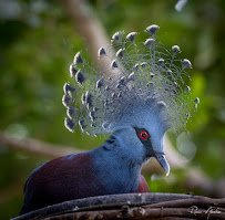 National Aviary photo 5