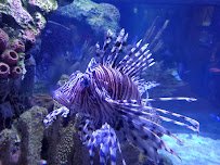 Shreveport Aquarium photo 4