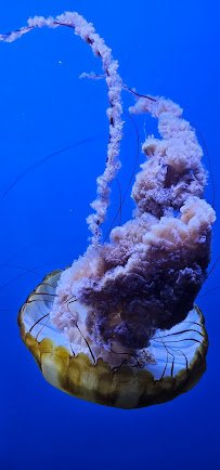 Shreveport Aquarium photo 5