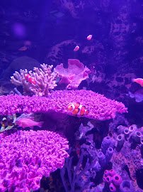 Shreveport Aquarium photo 6