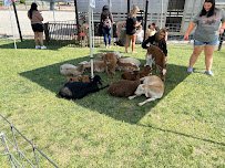 Barnyard Petting Zoo photo 3
