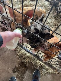 Barnyard Petting Zoo photo 4