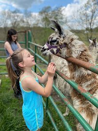 Barnyard Petting Zoo photo 5